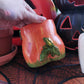 Pumpkin Bum Jack-O-Lantern Vase